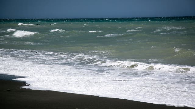 Whale found on California beach dies despite rescue effort