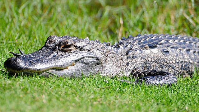 US judge: California can’t ban alligator imports, sales