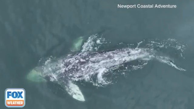 No fluke: Whale without tail spotted off California coast