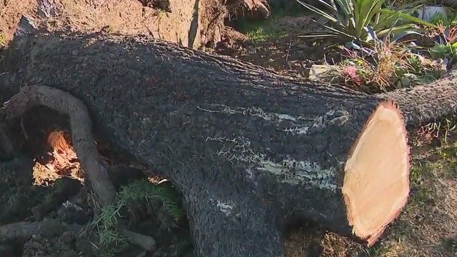 Strong winds tear through Pico Rivera