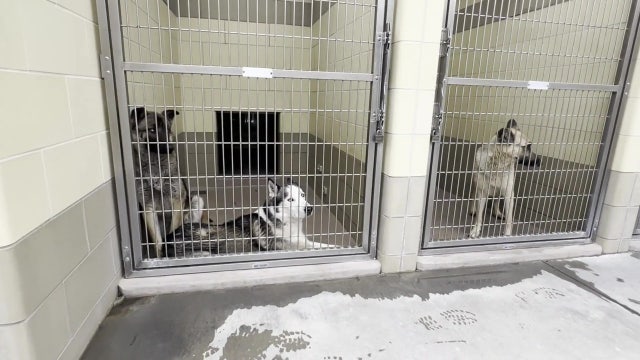 West Hollywood bans retail sale of all live animals