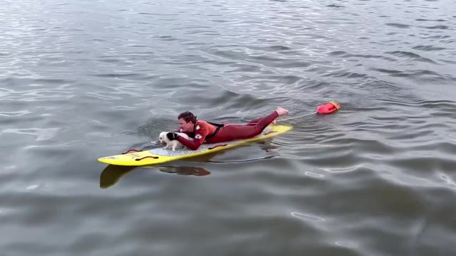 Long Beach lifeguards rescue dog swimming out to sea, reunite it with owner