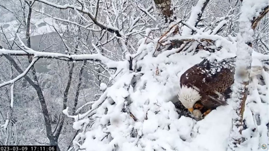 California-snowstorm-bald-eagle-III.jpg