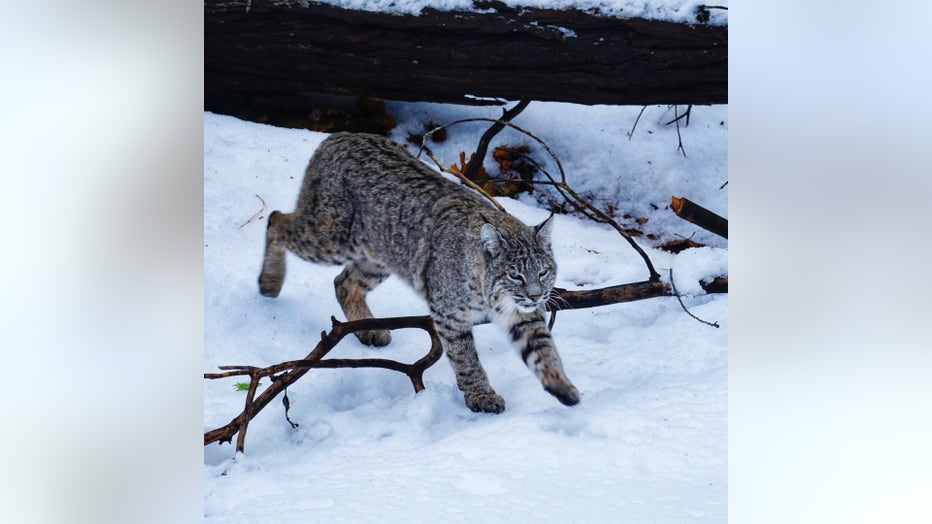 bobcat-yosemite.jpg