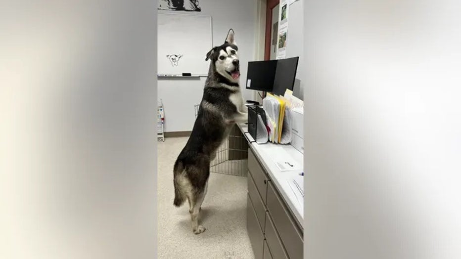 husky-at-desk.jpg