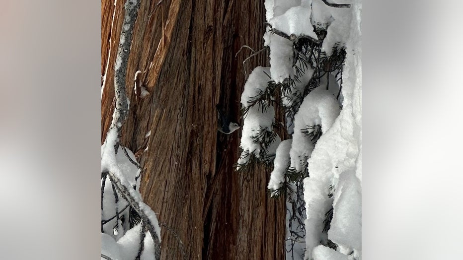 tree-yosemite.jpg