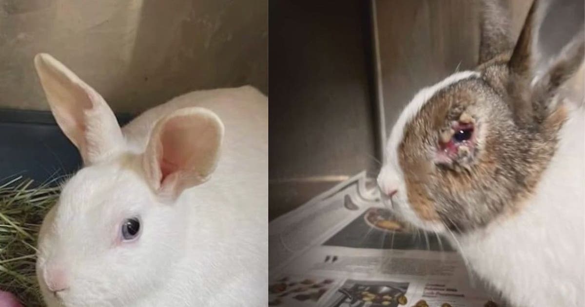 Rescue seeks homes for nearly 70 rabbits rescued from 'breeding ...