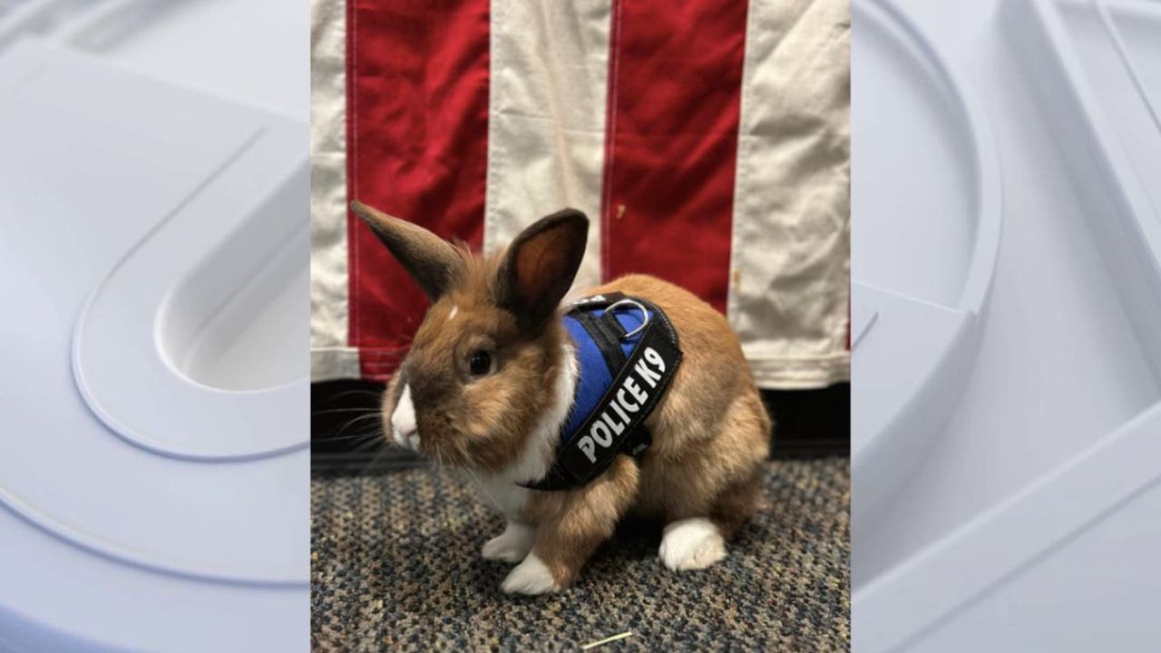 Bunny becomes police ‘officer’ in California