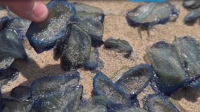 'By the Wind Sailors' wash ashore California beaches