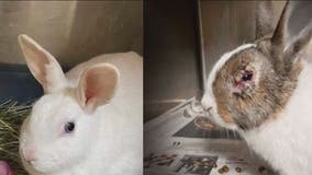 Rescue seeks homes for nearly 70 rabbits rescued from 'breeding operation'