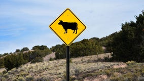 Texas cattle found dead with tongues cut out