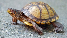Virginia man pleads guilty to illegal turtle trafficking