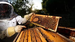 California's rainy winter hit beekeepers, but could mean boom for honey