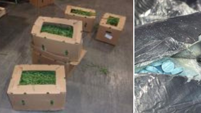 $21M worth of fentanyl hidden in green beans seized at US-Mexico border