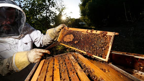 California's rainy winter hit beekeepers, but could mean boom for honey