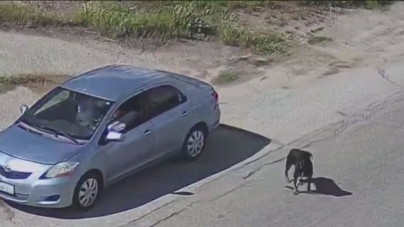 Video shows people dumping dogs on remote road in Riverside County
