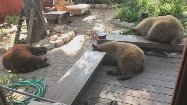 Sierra Madre residents concerned over increased bear encounters