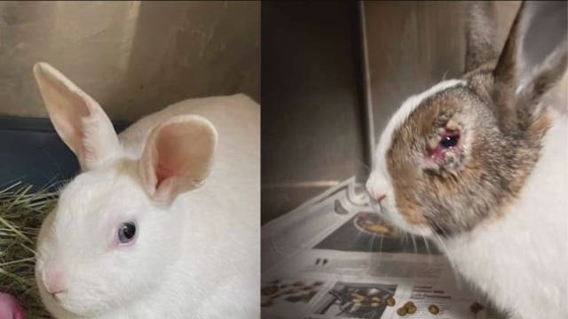 Rescue seeks homes for nearly 70 rabbits rescued from 'breeding operation'