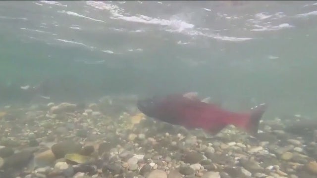California seeks federal help for salmon fishers facing ban