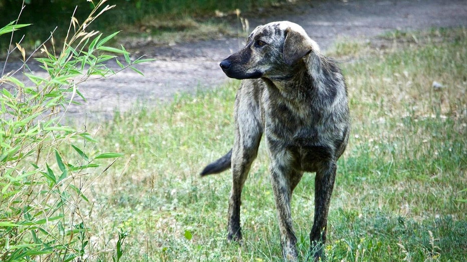 Chernobyl-dogs.jpg
