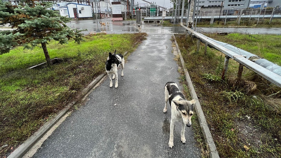 Chernobyl-dogs3.jpg