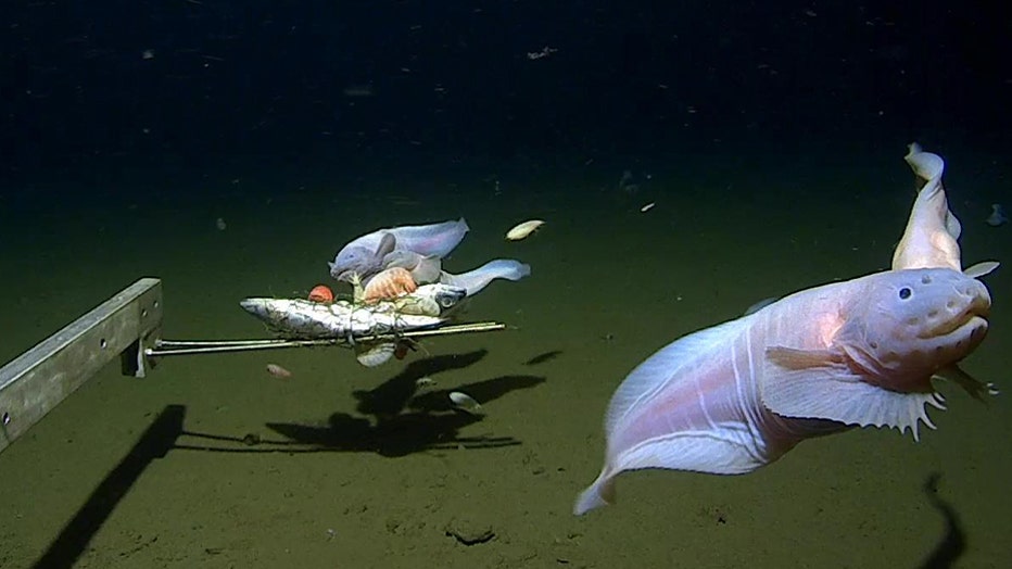 Snailfish-CARD.jpg