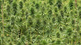 Felon charged with duping investors out of $9M for fake hemp farm