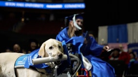 Watch: Service dog earns diploma, steals the show at college graduation