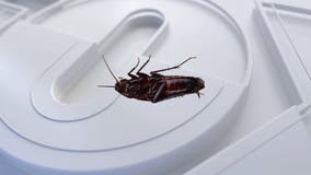 Met Gala cockroach steals the show at red carpet