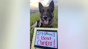 Senior dog in California on the verge of being euthanized is adopted, beats cancer