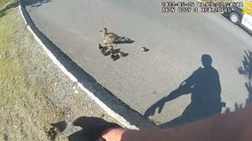 Mother's Day rescue: Officers save ducklings who fell through sewer grate
