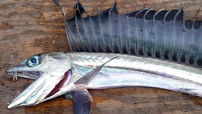 Mystery deepens as fanged fish wash up on Oregon beaches