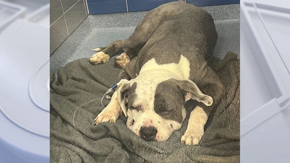 Dog dies after being stung 700 times in Perris bee attack