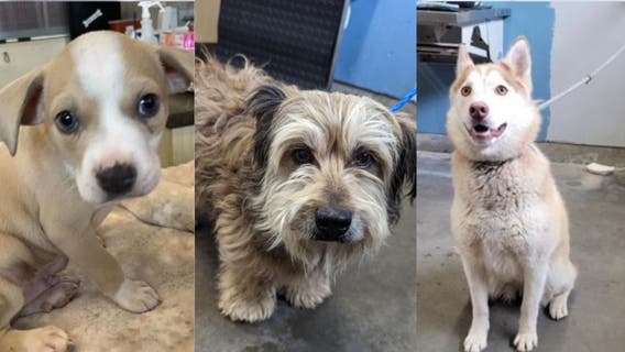 Ventura County Animal Services waving adoption fees after reaching 117% capacity