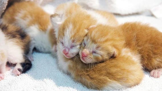 Kitten season: spcaLA pet adoption centers plead for adopters, fosters amid influx in kittens