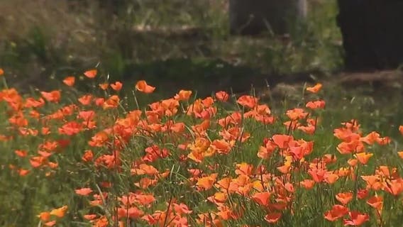 Rain may be to blame for brutal California allergy season