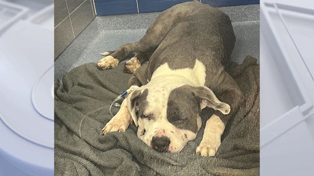 Dog dies after being stung 700 times in Perris bee attack