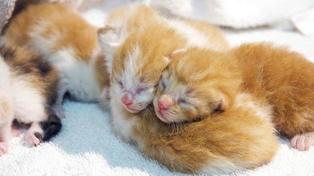 Kitten season: spcaLA pet adoption centers plead for adopters, fosters amid influx in kittens