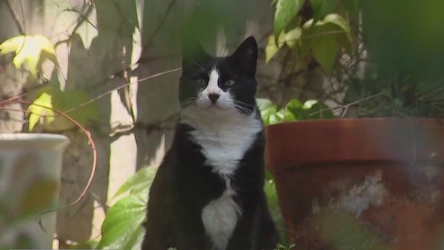 UCLA dorm dealing with cat controversy