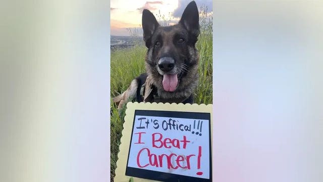 Senior dog in California on the verge of being euthanized is adopted, beats cancer
