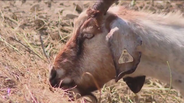 New regulations may force goat herding companies to shut down