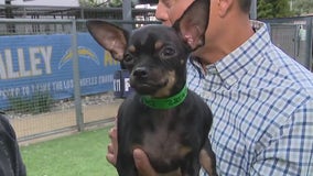 How new technology is helping find lost pets