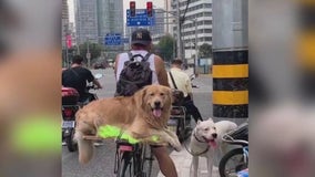 Dogs rescued from China slaughterhouse arrive in LA