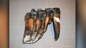 Jogger's prehistoric find along California beach wows museum collectors