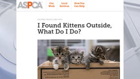 ASPCA reaches milestone: 10,000th kitten cared for in foster program