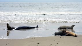 Dead, sick sea lions and dolphins washing ashore SoCal beaches: What we know