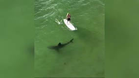 New study reveals great white shark behavior toward beachgoers