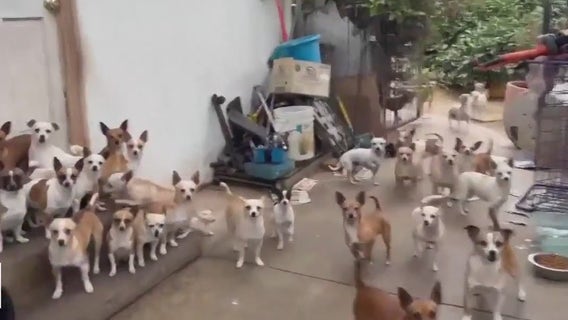 Dozens of chihuahuas in need of forever homes