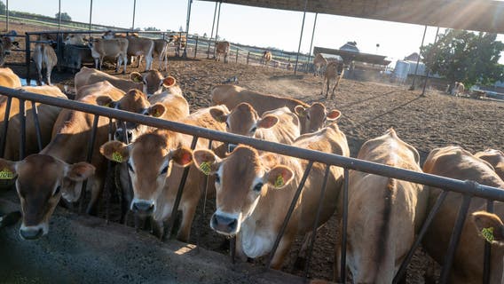 California man sentenced for investment scheme, claimed he could convert cow manure into green energy