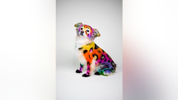 Dog groomer artist wows with his creations